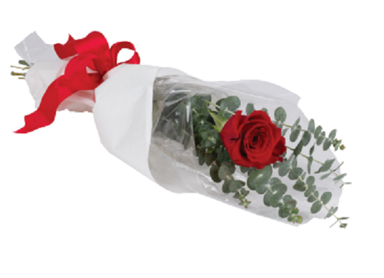 Single Red Rose